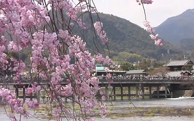 srashiyama-sakura